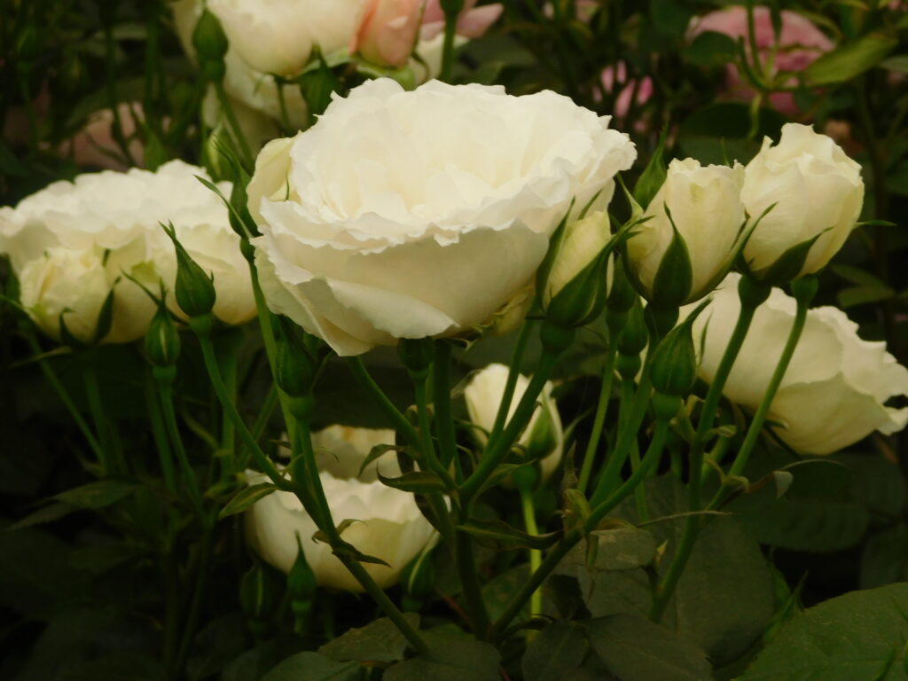 Hysteria, Heat and Hydrangeas